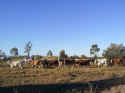 Cattle at Myella walking to water