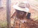 Norman the Sunsmart calf.