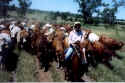 Guest and isis in lead as cattle being taken to a new paddock