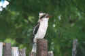 Our resident koookaburra who loves to eat our frogs