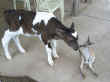 Ollie the calf saying hello to Ren the roo.