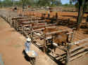 Feeding the horses