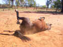 Echo rolling 