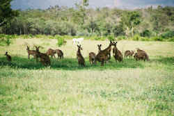 kangaroos