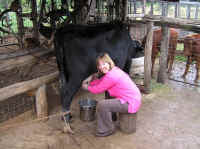 Helen Wells - Pink Lady Cow Milking.JPG (862593 bytes)