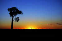 My favourite photo Sunset and bottle tree.jpg (3811464 bytes)