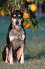 Stubbie the dog